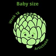 Baby size at 18 weeks artichoke