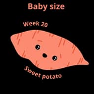 Baby size at 20 weeks sweet potato