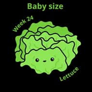 Baby size at 24 weeks lettuce