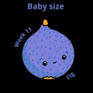 Baby size at 11 weeks fig