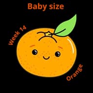 Baby size at 14 weeks orange