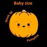 Baby size at 38 weeks pumpkin